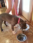 Sasha Eating 12wks.jpg