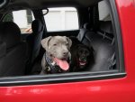 Lola and Sasha 031.jpg