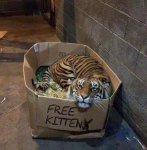 big ass kitty.jpg