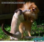 cat fight.jpg