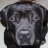 Filadog